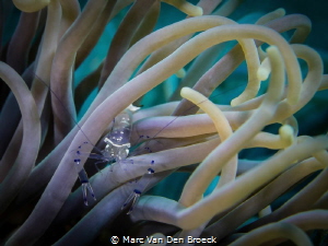 tentacles by Marc Van Den Broeck 